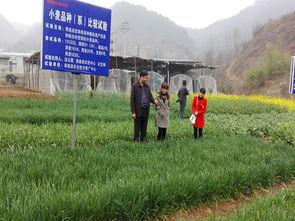 商南縣農業技術推廣中心開展病蟲防治，助力農業技術推廣工作