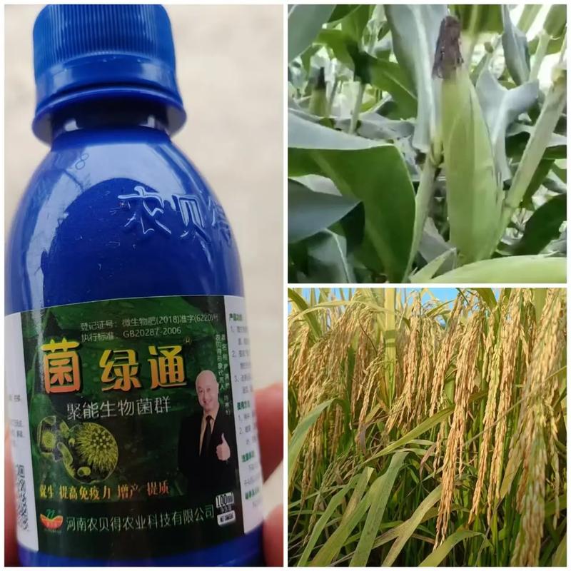 菌綠通 農業技術推廣的綠色引擎，賦能農作物提質增效